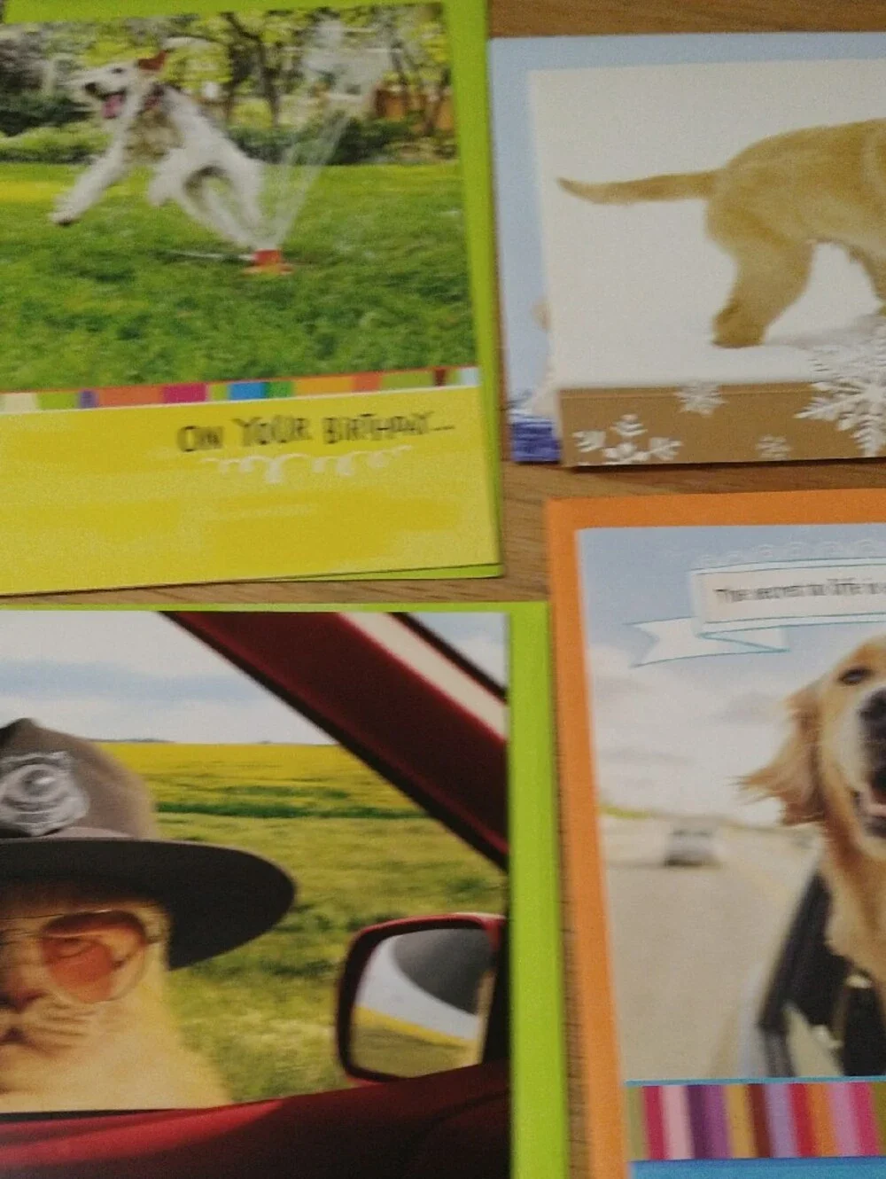 Animal Greeting Cards Assortment - Cats Dogs Birds Other